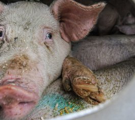 Unsplash photograph of a pig on a Canadian farm by Jo-Anne McArthur