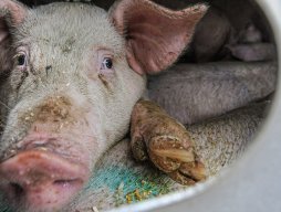 Unsplash photograph of a pig on a Canadian farm by Jo-Anne McArthur