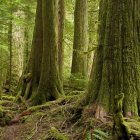 Nature Canada Report--Lost in the Woods: Canada’s Hidden Logging Emissions are Equivalent to Those From Oil Sands Operations