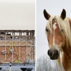 Canadian horses are shipped live to Japan under inhumane conditions, just to face death. 