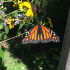 Monarch butterfly