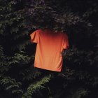 Orange t-shirt hanging in cedar trees; ​Photo by Aedrian on Unsplash